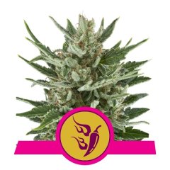 Speedy Chile Fast feminized, Royal Queen Seeds