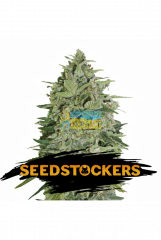 семена конопли сорт Auto Super Skunk feminized, Seedstockers