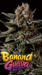 Auto Banana Guava feminized, Fast Buds