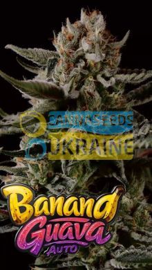Auto Banana Guava feminized, Fast Buds