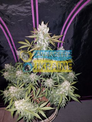 Auto Girl Scout Cookies feminized, Fast Buds