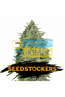 семена конопли сорт Auto Super Skunk feminized, Seedstockers