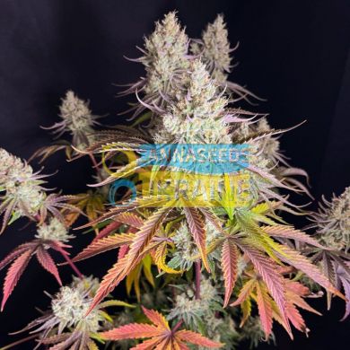 Fruit Bomb Punch feminised, Dutch Passion