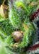 Green Poison SWS14 feminized, Sweet Seeds, 4 фем