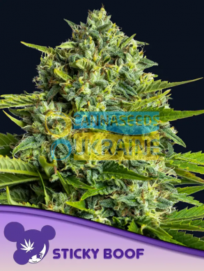 Sticky Boof feminized, Anesia Seeds