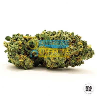 Auto Grande Crack feminized