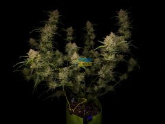 семена конопли сорт Auto Guava RF3 feminized, Fast Buds