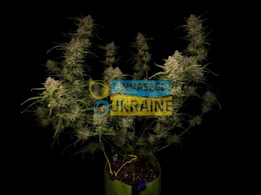 семена конопли сорт Auto Guava RF3 feminized, Fast Buds