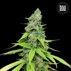 Auto Grande Crack feminized