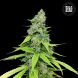 Auto Grande Crack feminized