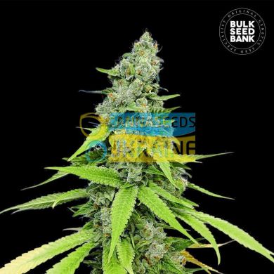 Auto Grande Crack feminized