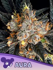 Aura feminized, Anesia Seeds