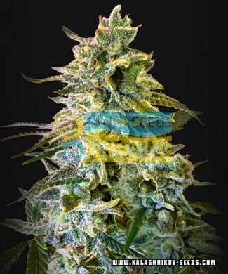 семена конопли сорт Auto Do-Si-Dos 47 fem, Kalashnikov Seeds