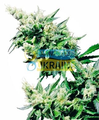 семена конопли сорт Hash Plant® Seeds, Sensi Seeds