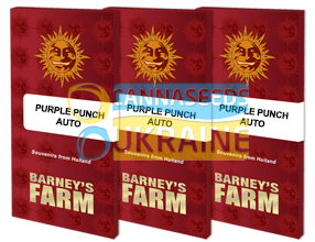 семена конопли сорт Auto Purple Punch Feminised