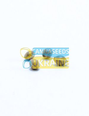 семена конопли сорт Channel+ feminized, Medical Seeds