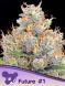 Future #1 feminized, Anesia Seeds