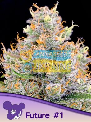 Future #1 feminized, Anesia Seeds