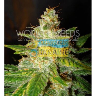 New York Special feminized, World of Seeds