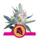 Royal Cheese Fast feminized, Royal Queen Seeds