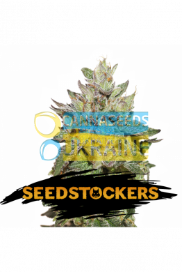 семена конопли сорт Wedding Cake feminized, Seedstockers