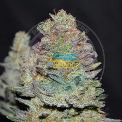 семена конопли сорт Auto Delicious Cookies feminized