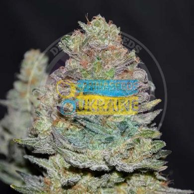 семена конопли сорт Auto Delicious Cookies feminized