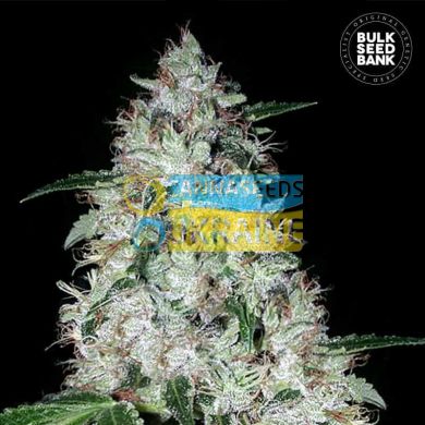 Auto OG Kush feminized