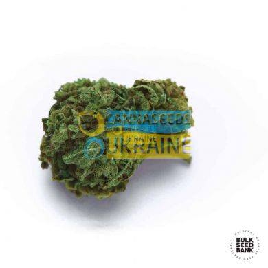 Auto OG Kush feminized