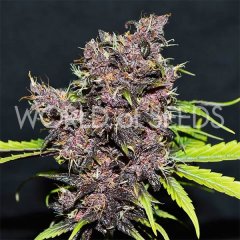 Auto Purple Afghan Kush Ryder feminized, World of Seeds