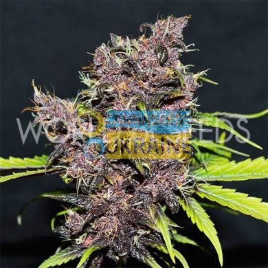 Auto Purple Afghan Kush Ryder feminized, World of Seeds