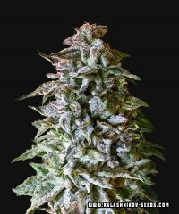 семена конопли сорт Auto Siberian Gorilla fem, Kalashnikov Seeds