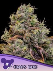 Chaos Cake feminized, Anesia Seeds