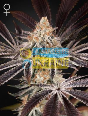 семена конопли сорт Dark Phoenix Feminised, Green House Seeds