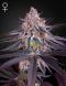 King’s Juice Feminised, Green House Seeds