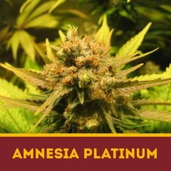 семена конопли сорт Amnesia Platinum fem, Dutchbulk Seed Bank