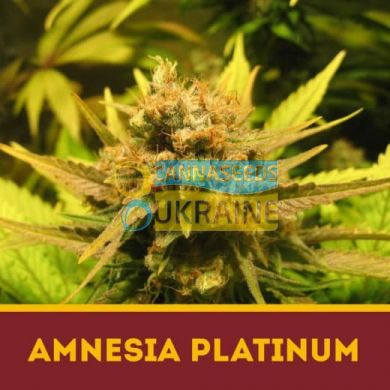 семена конопли сорт Amnesia Platinum fem, Dutchbulk Seed Bank