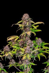 семена конопли сорт Auto Lemon Cherry Cookies feminized, Fast Buds