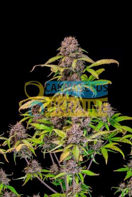 семена конопли сорт Auto Lemon Cherry Cookies feminized, Fast Buds