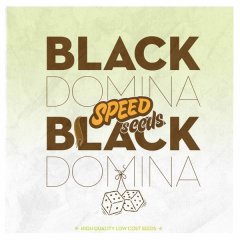 семена конопли сорт Black Domina feminized, Speed Seeds