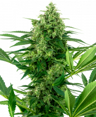 Banana Frosting Feminized Seeds, Sensi Seeds research