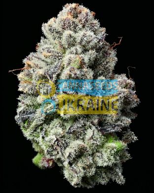 Lemon Cherry Gelato, Barney's Farm