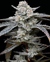 Lemon Cherry Gelato, Barney's Farm