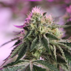 RS11 x Banana OG Feminised, Barney's Farm