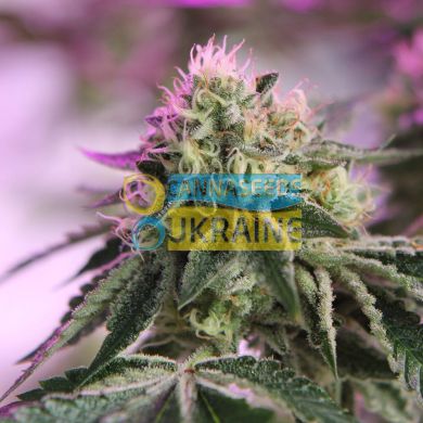 RS11 x Banana OG Feminised, Barney's Farm