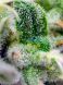 Auto Gorilla Girl XL SWS82 feminized, Sweet Seeds