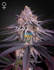 семена конопли сорт King’s Juice Feminised, Green House Seeds