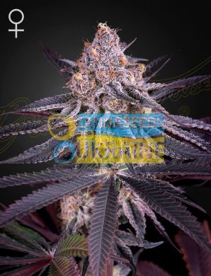 семена конопли сорт King’s Juice Feminised, Green House Seeds