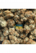 Auto Gorilla Glue feminized, Seedstockers