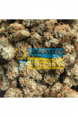 Auto Gorilla Glue feminized, Seedstockers
